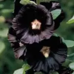 The dramatic, near-black flowers of Nigra work equally well in a contemporary, minimalist garden.