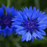 Centaurea cyanus "Blue Boy" is a very fine, old variety.