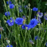The piercing, bright blue flowers with ruffled petals and violet-blue centres appear from early to late summer.