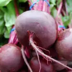 Beetroot 'Detroit 2 Crimson Globe'-0