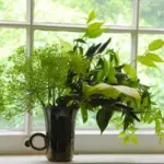 ‘Mariska’ is a little known but hardy and compact variety of Dill.