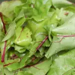 The young luxuriant red-veined leaves can be eaten like spinach.