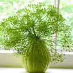 Growing to only 60cm (24in) in height, it is often referred to as ‘Florist’s Dill’.