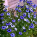One of the most interesting shaped flowers you will ever see, both for its blooms and attractive fennel-like foliage