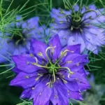 “Miss Jekyll” bears rich blue flowers which seem to float amongst the finely cut leaves. It is one of the most interesting shaped flowers you will ever see.