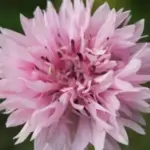 'Pink Ball' is a double flowered cultivar with wonderful full flowers on densely branched upright plants.