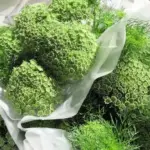 Ammi visnaga 'Green Mist' is a new variety of Queen Annes Lace, with larger, darker green umbels