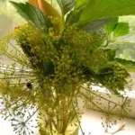 With ridged stems that carry starry bright yellow flower heads, this well behaved smaller dill is also an excellent variety for use as a cut flower filler.