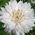Centaurea 'Snowman' is a double flowered cultivar with wonderful fluffy, white flowers on densely branched upright plants.