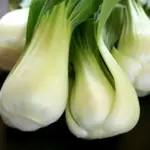 Canton or Dwarf Bok Choy is short and squat and often known as Baby or Squat Pak Choi