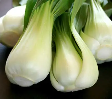 Canton or Dwarf Bok Choy is short and squat and often known as Baby or Squat Pak Choi