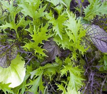 The “Bright and Spicy” Leaf Salad mixture contains a well balanced salad mix that is rich in colour and taste.