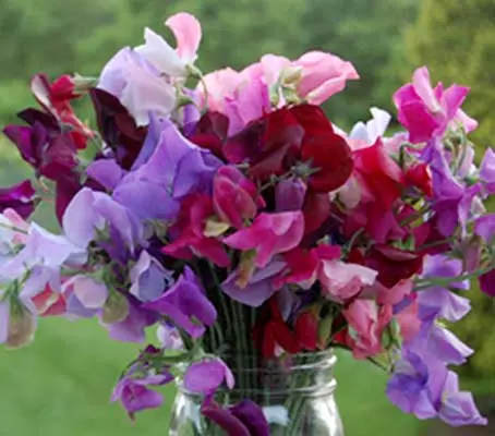 The Heirloom Mixture contains an incredible colour range of the best Grandiflora varieties, they have long stems and make excellent cut flowers.