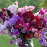 The most highly scented of all sweet peas are the Heirloom or “Grandiflora” types