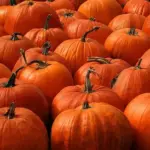 Jack O' Lantern is a traditional pumpkin and a good all rounder.
