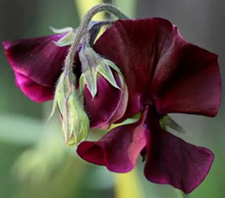 Beaujolais sweet peas have beautiful deep wine-red blooms of ruffled petals, making it a delightful garden addition in any garden.