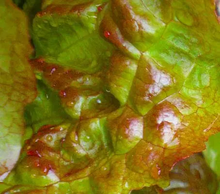 Marvel of Four Seasons is as tasty as it is beautiful, and it is a truly beautiful lettuce.