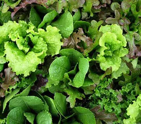 The Mesclun mix is based on the traditional recipe and contains a variety of lettuces, rocket and endive, designed to have a colourful mix of textures and tastes.
