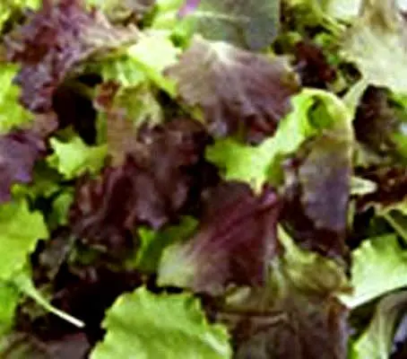The vivacious colours along with its well loved taste, makes the Provence Salad mix wonderfully enticing.