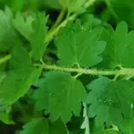 A great addition to any garden, the plant resembles a lacy fern with small, dark magenta flowers.