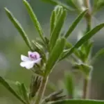 Winter savory has a heavier aroma and a sharper pine type flavour, while that of summer savory is sweeter and more delicate.