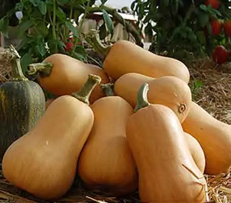 'Waltham' is an improved version of the common Butternut squash. First bred in the 1960's they are reliable, productive and a long-keeper.
