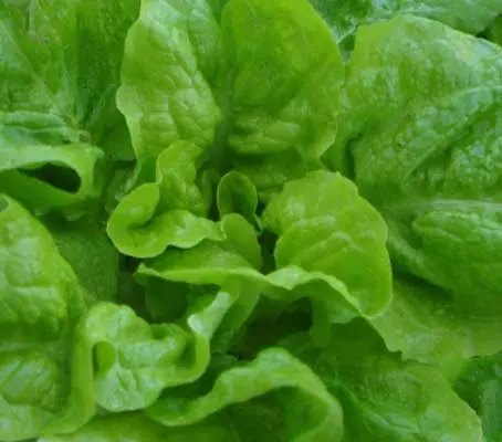 Meraviglia d'Inverno is truly a ‘Marvel of Winter’, it is a beautiful butterhead lettuce that is very resistant to cold.