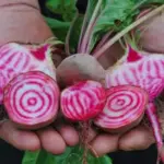 Chioggia or Barabietola di Chioggia is a globe-shaped heirloom Italian variety, with a slightly flattened shape.