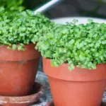 You only need water, a little warmth and light, and cress will grow pretty much anywhere. You don't even need a garden.