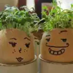 Remember when you were a child - one egg shell, filled with cotton wool and bingo! - it is yours within a few days.