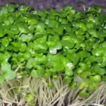 'Plain Leaf' Cress has all the attributes of the curled variety but a slightly stronger flavour