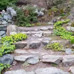 Clusters of chartreuse-yellow flowers appear from May to August.