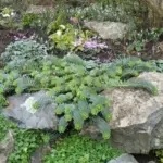 The Myrtle Spurge is an easy, tough, tidy groundcover and one of the most useful and highly ornamentally plants to grow in the garden.