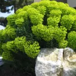 Euphorbia characias forms a natural rounded shape, and brings structure and an architectural quality to the garden, while the colour and texture offer almost endless contrast possibilities.