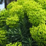 From March to June the plants are topped with broad cylindrical heads of intense chartreuse-green flowers