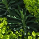 The whorls of fleshy, mat grey-green leaves lend the whole plant a textural quality that is unparalleled.