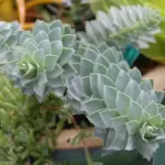 Euphorbia myrsinites is a charming plant that deserves to be better known.