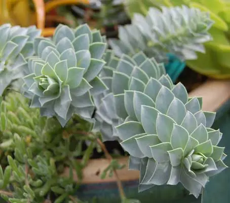 Euphorbia myrsinites is a charming plant that deserves to be better known.