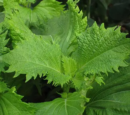 Shiso ‘Aoshiso’ is a typical green leaf variety of Perilla used extensively to season vegetables, rice, soups, fish, etc.