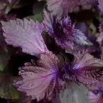 Shiso ‘Akajiso’ is a typical red leaf variety of Perilla used extensively in Japan