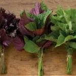 The three colours of Perilla - ‘Akajiso’ Red Leaf, ‘Hojiso’ Bi-coloured Leaf and ‘Aoshiso’ Green Leaf