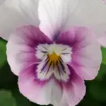 Viola "Sorbet Hybrids" are a unique miniature hybrid that combines the charm of violas with the explosive colours of pansies.