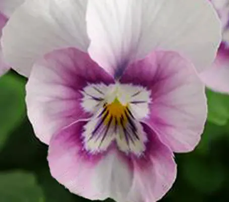 Viola "Sorbet Hybrids" are a unique miniature hybrid that combines the charm of violas with the explosive colours of pansies.