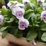 Viola hybrida 'Sorbet F1 Pink Halo'-20618