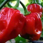 Pepper, Chili Pepper 'Habanero Red'-0