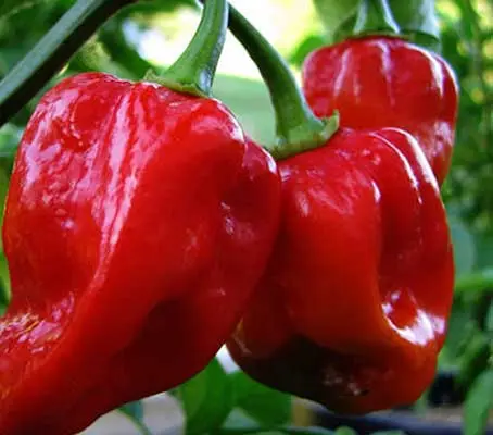 Pepper, Chili Pepper 'Habanero Red'-0