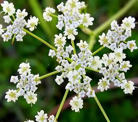 Caraway, Carum carvi-0