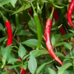 The Red Cayenne is one of the best known hot chili peppers.