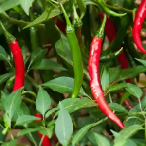 The Red Cayenne is one of the best known hot chili peppers.