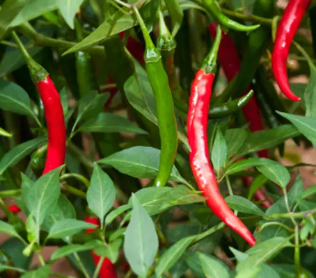 The Red Cayenne is one of the best known hot chili peppers.